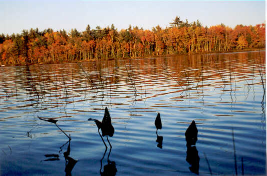 Fall marsh grass