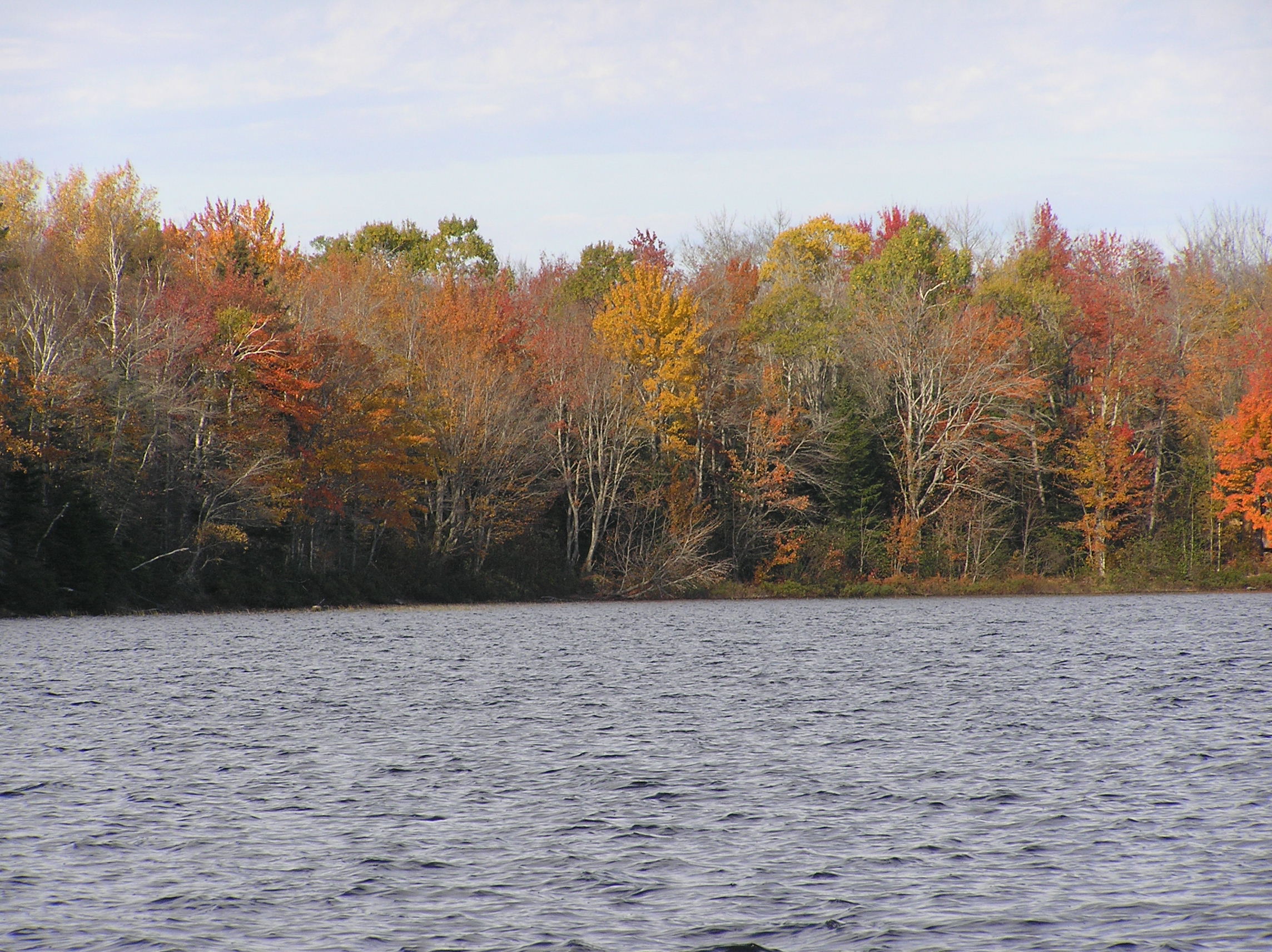 Fall foliage