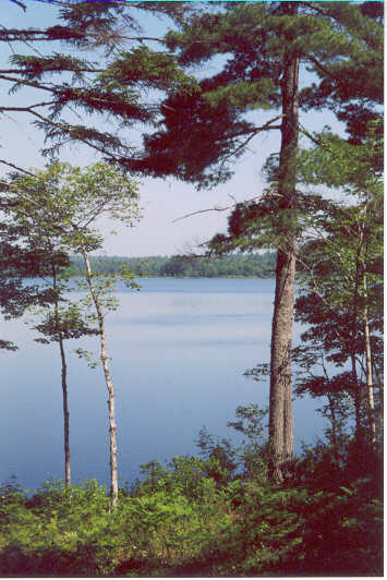 Log Cabin View